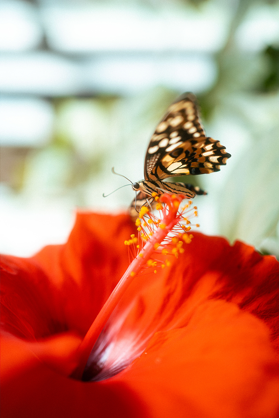 Ein Schmetterling auf einer Blume